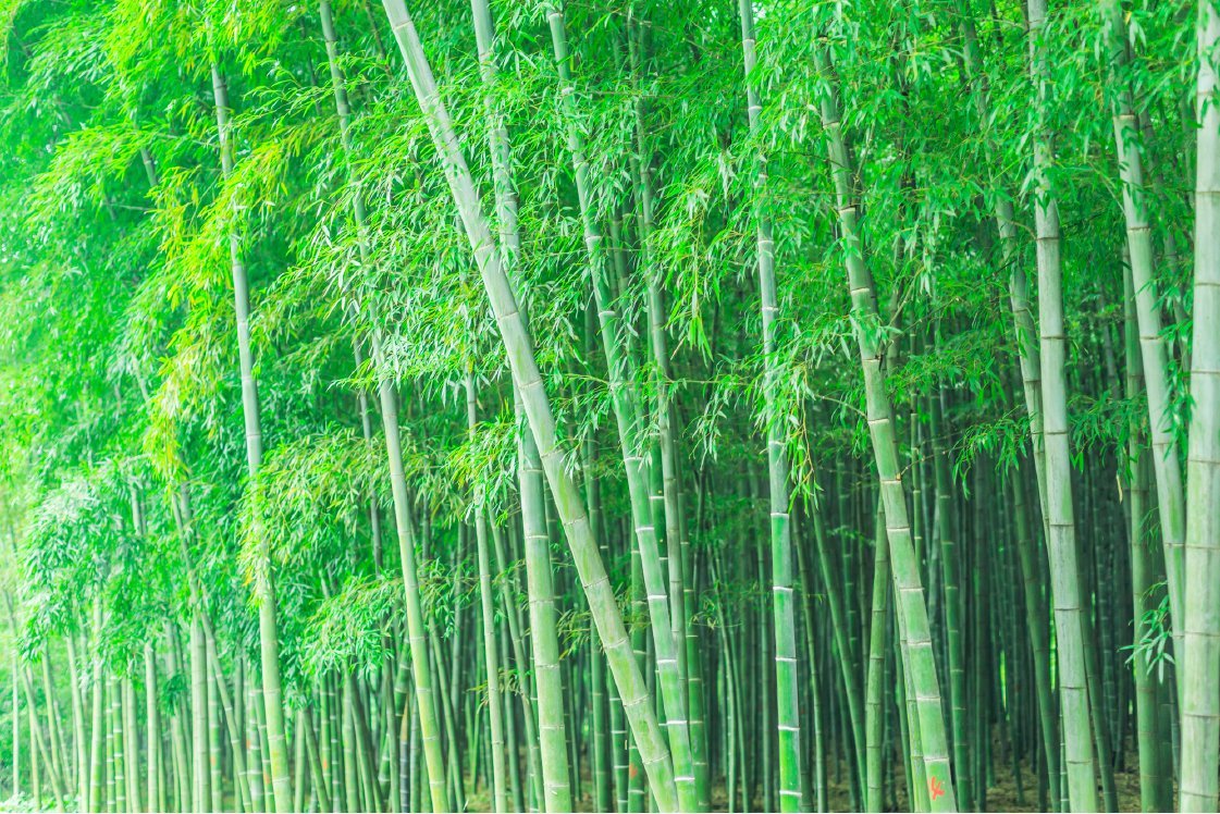 Image hover effect image